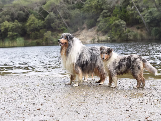 Los mejores antiparasitarios para tu Collie