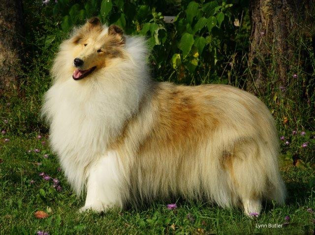 Rough Collie linea Americana