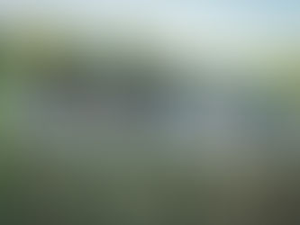 6 falsos mitos sobre los perros