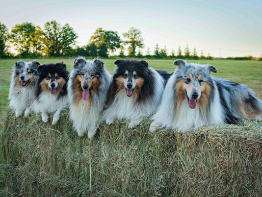 6 falsos mitos sobre los perros