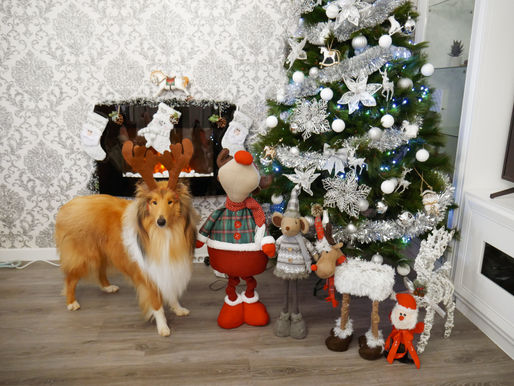La navidad para perros