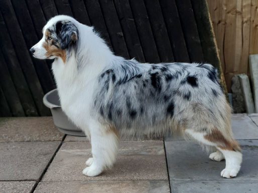 7 Razas de perro blue