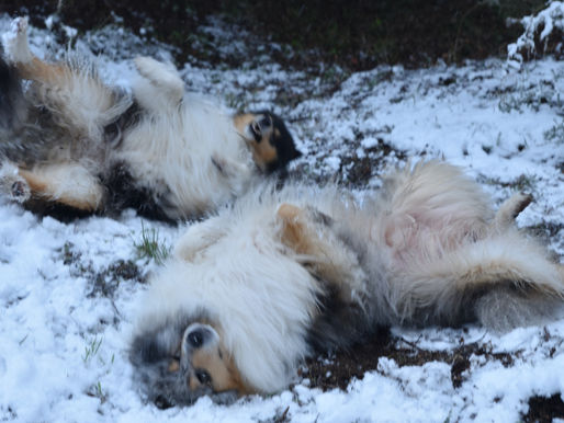 6 Alimentos tóxicos para perro