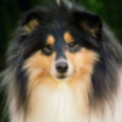 Be first amazing lov at delfluvia, collie, rough collie, Lassie