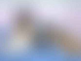 Nacimiento camada Russia x Balú