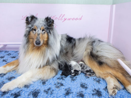 Nacimiento camada Russia x Balú