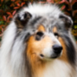 rough collie