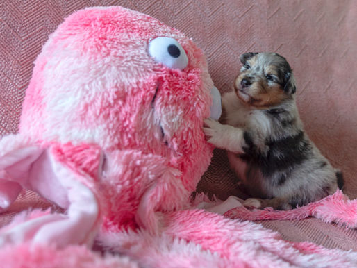 Los mejores juguetes para el cachorro de Collie