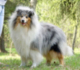 Urritz de Zelai, Collie, Rough collie, Lassie