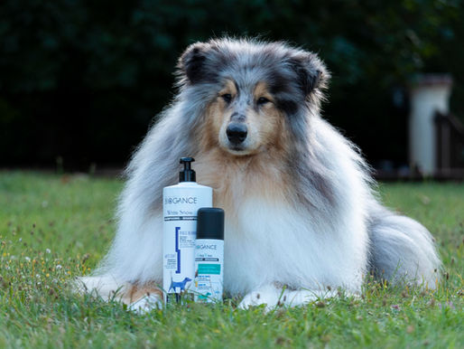 Cuidado del cabello del Rough Collie con Biogance