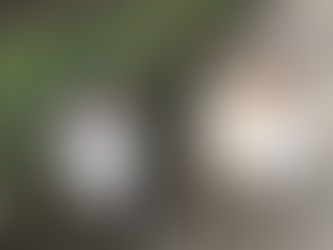 Rough Collie vs Pastor Australiano