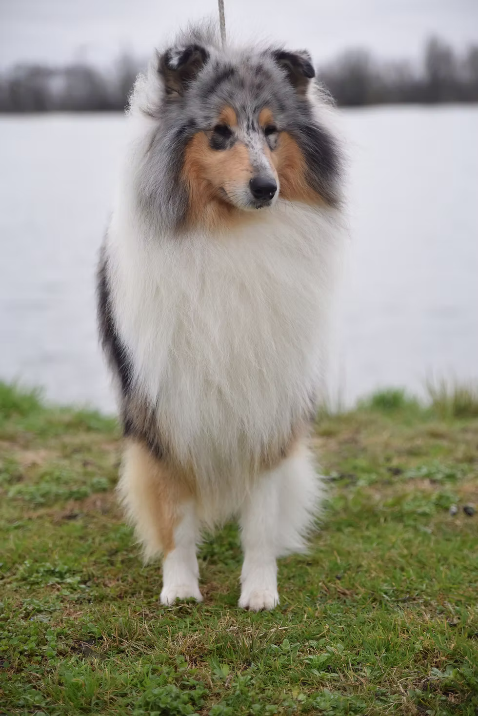 rough collie