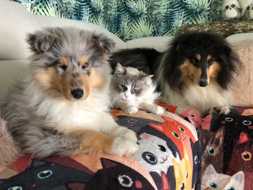 Collies & Gatos