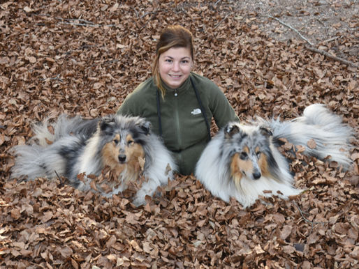 Las 4 mejores actividades para realizar con tu Collie
