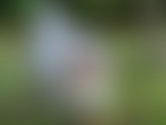 ¿Qué debo saber antes de tener un Collie?