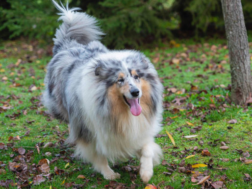 ¿Qué debo saber antes de tener un Collie?