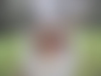 Displasia de cadera en perros